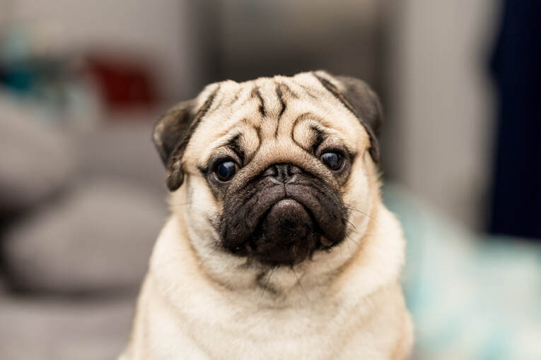 A pug dog is sitting on a couch, exhibiting chronic stress symptoms as it anxiously looks at the camera.